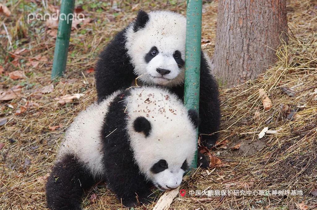 详细说明“熊猫麻将外挂下载!其实确实有挂